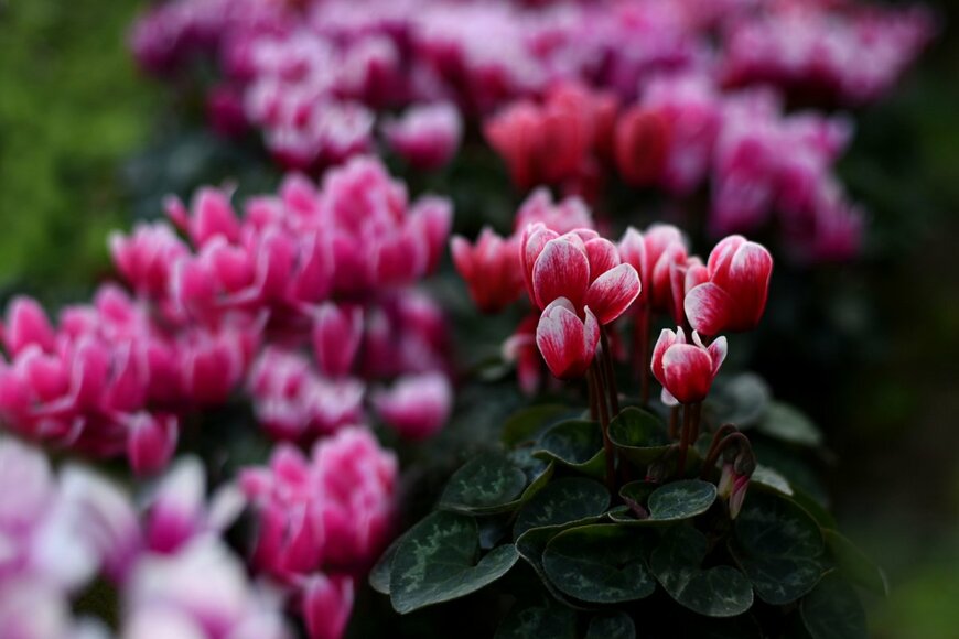 Tatyana-Sanina/shutterstock.com