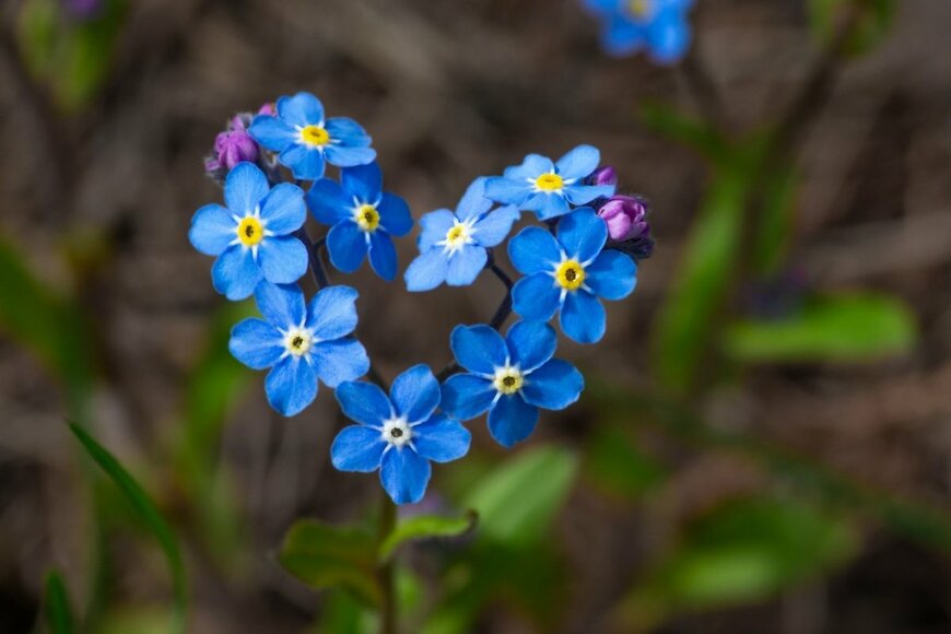 【春の一年草ガーデニング】春庭や玄関先がときめく「花色カワイイ一年草」おすすめ7選