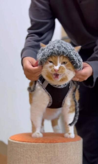 出所：＠monburan_sanpo