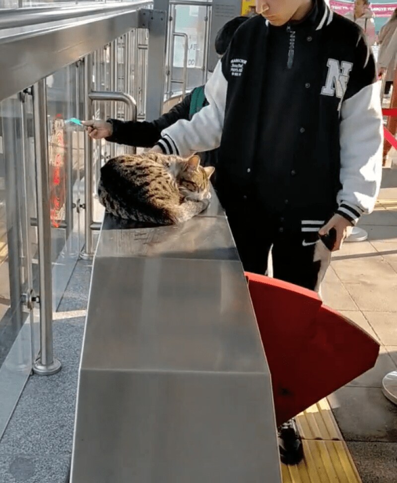 出所：@nekosanpoch