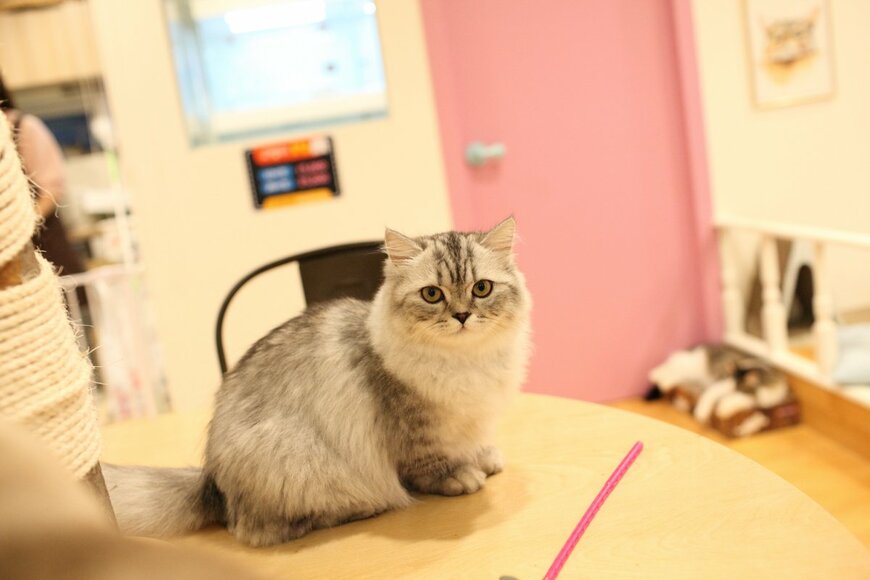 画像出典：qubixx/shutterstock.com