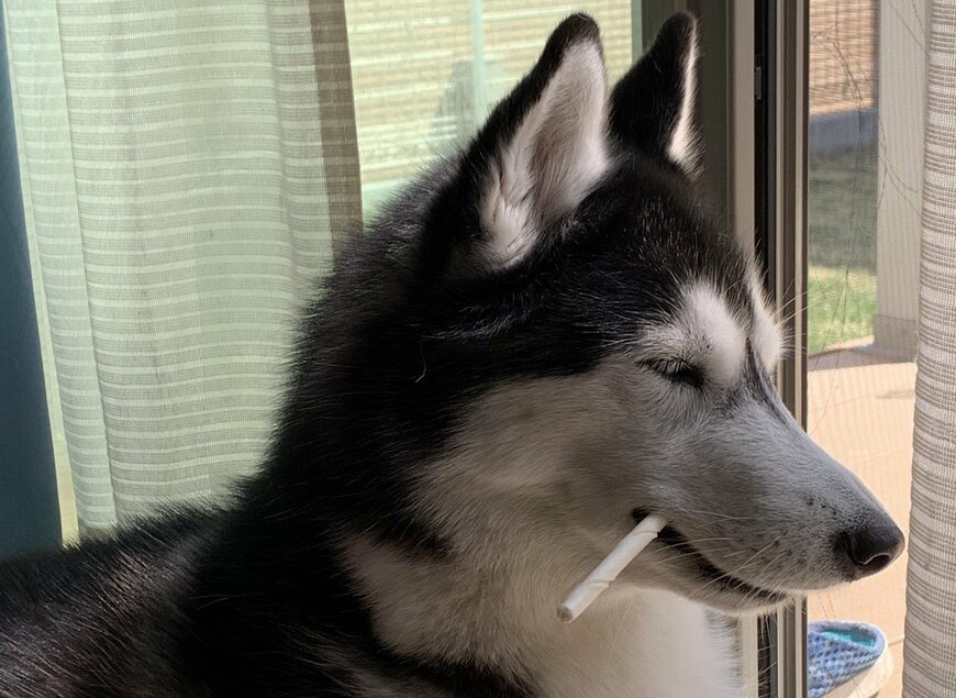 出所：@lani_angelhusky