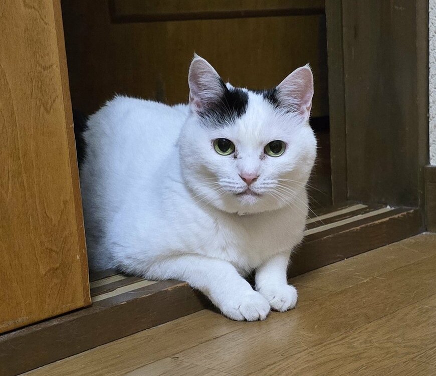 「飼い主監視タイム」の猫ちゃん、25分後…　ジワジワくるかわいさにホッコリ
