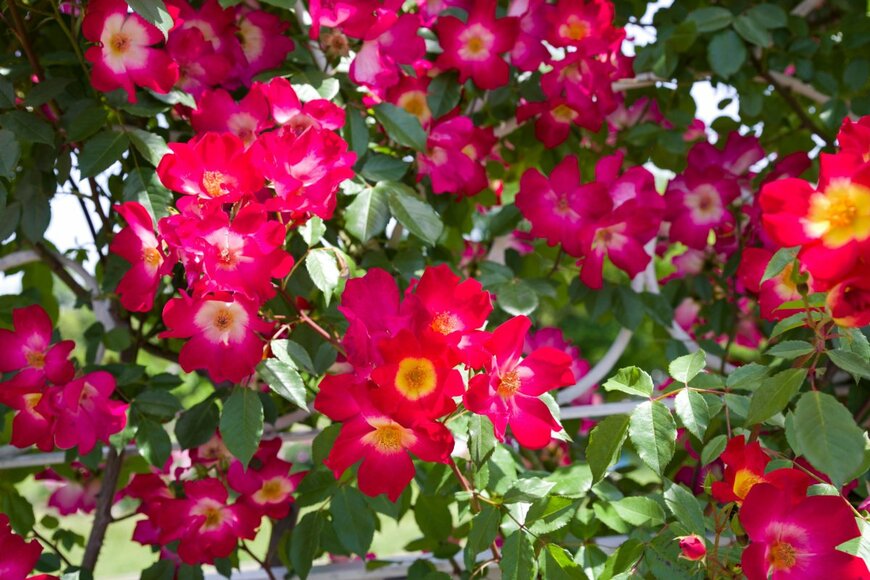 zzz555zzz/shutterstock.com