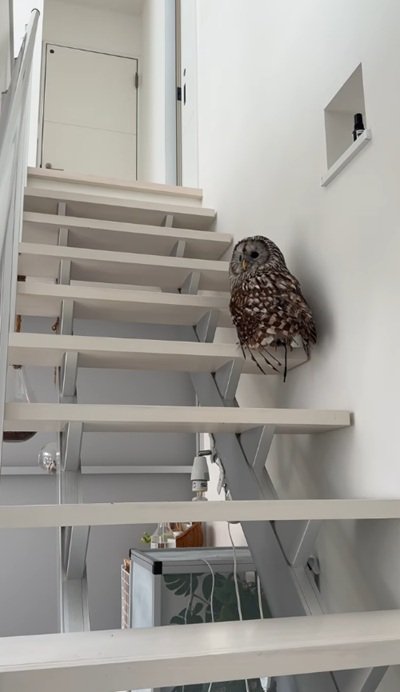 出所：@hiji.mozu_owl