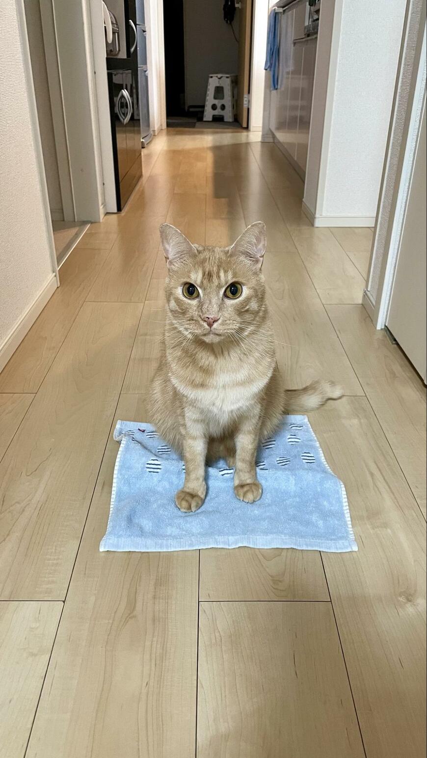 「ネコは人に試練を与える」人には厳しい動き→猫ちゃん大喜び！まさかの遊びに2万いいね