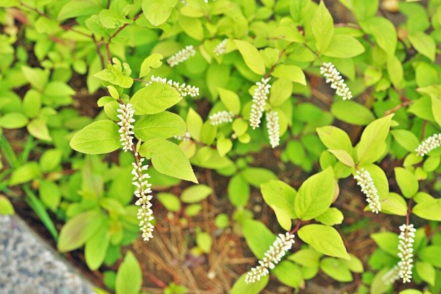 igaguri_1/istockphoto.com