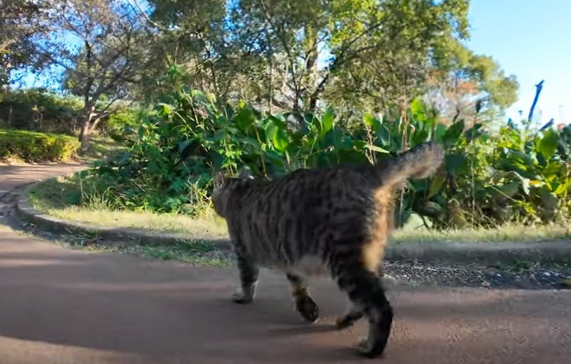 「びっくり大作戦決行ニャ！」お友達猫を驚かそうとする猫ちゃん　待っていたのは思わぬ結末でした