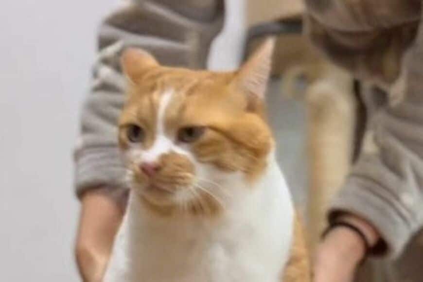 【春になったら】元保護猫ちゃんの「登園スタイル」　再現性の高さに驚き「やっぱりかわいいなぁ」