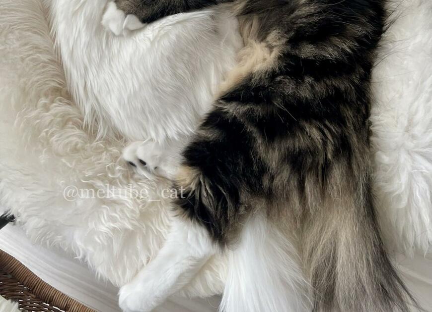 出所：@meltube_cat