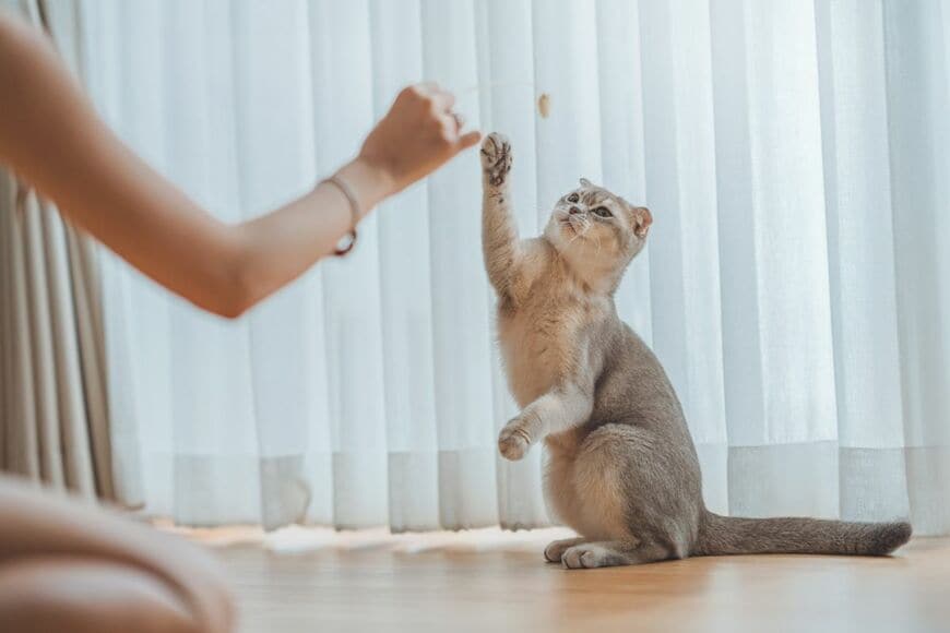 「声が出たw」猫じゃらしで遊ぶと→ガン無視する猫の“意外な表情”に笑ってしまう！