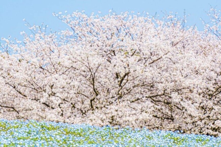 福岡県で撮影された「桜とネモフィラ」の幻想的な1枚　あまりの美しさに驚きの声