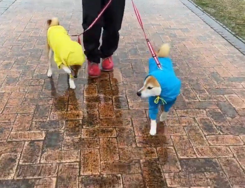 2匹のレインコートを着た犬