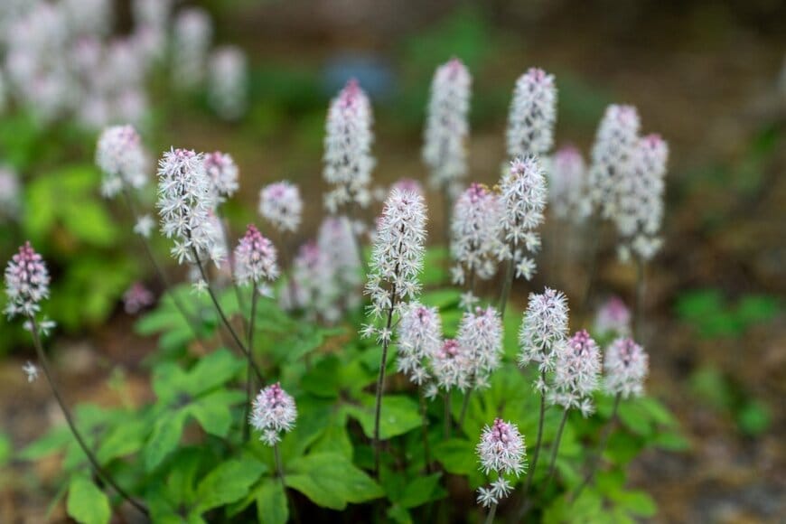 日陰に咲く白い穂状の花