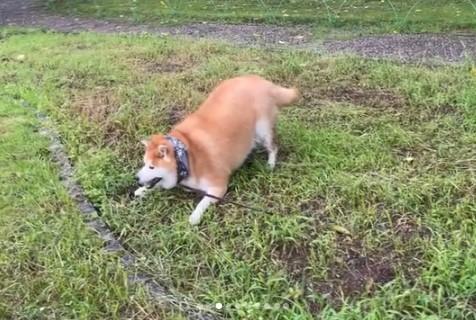 草むらにいる犬