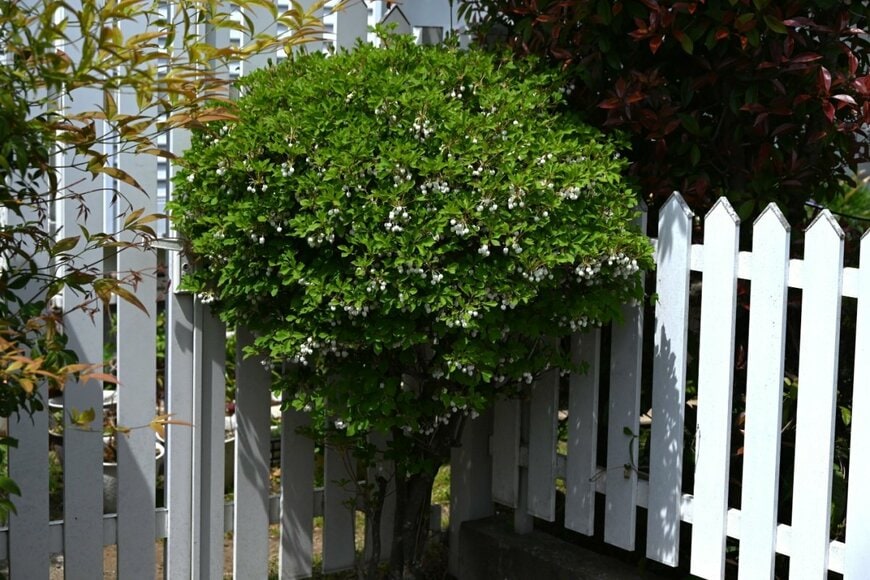 庭で白い花を咲かせているドウダンツツジ