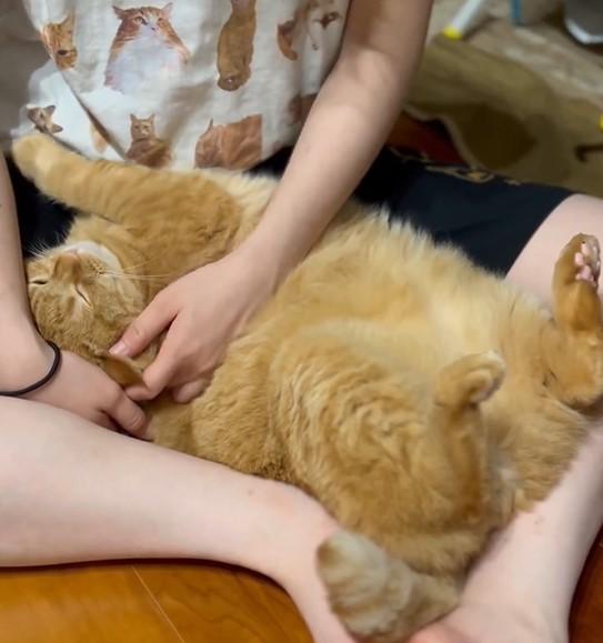 甘える猫