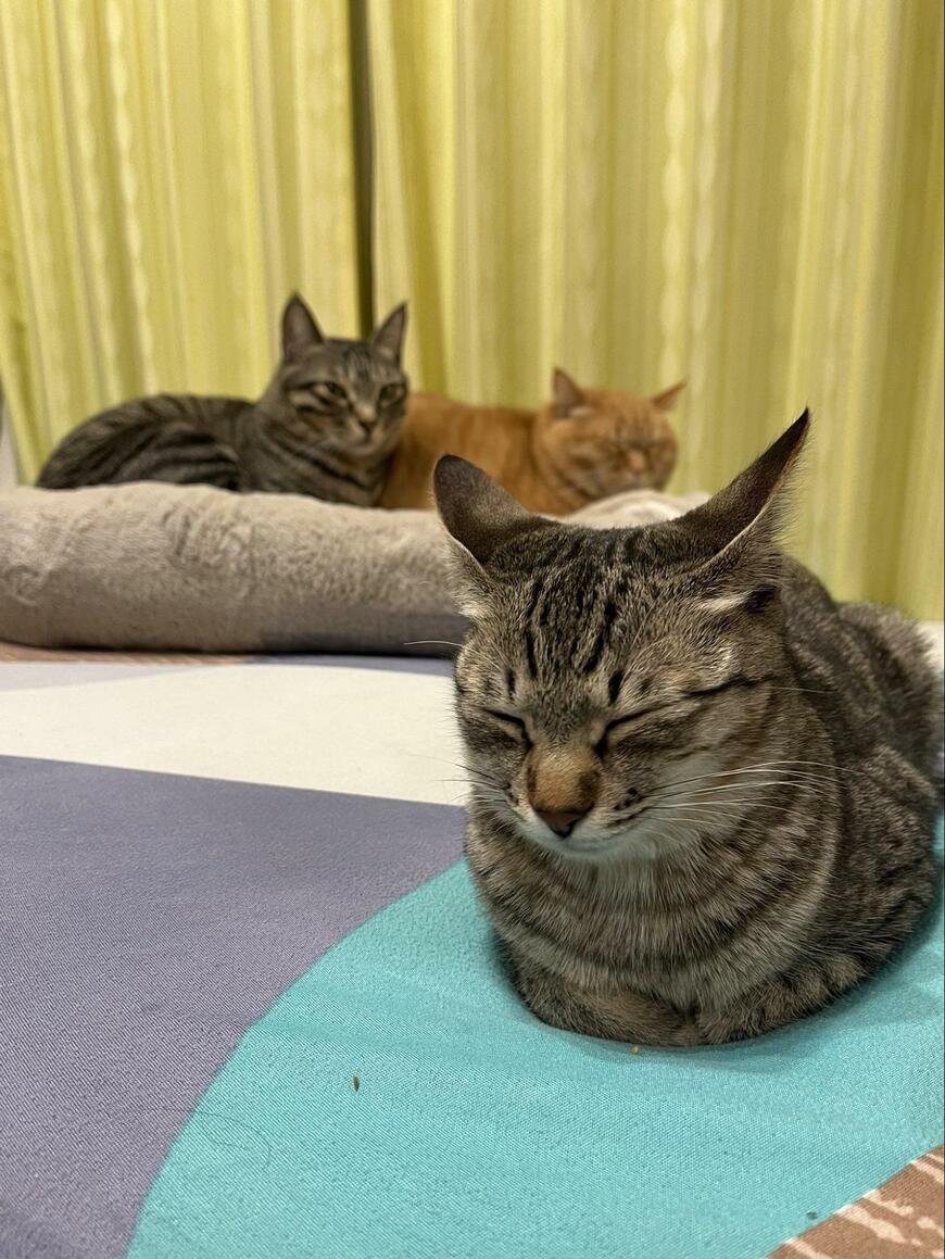 3匹の猫