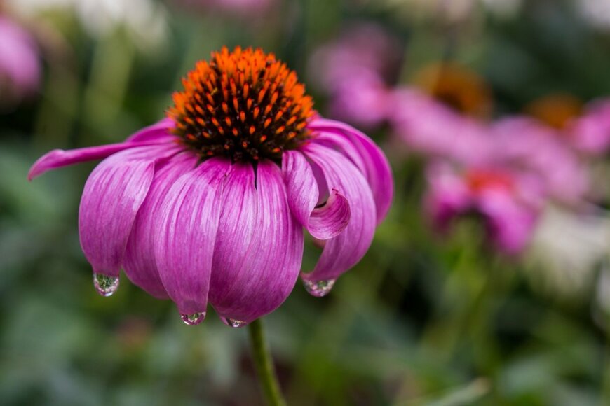 エキナセアの花。花弁はピンク、中央部は茶色で盛り上がっている。雨に濡れている。