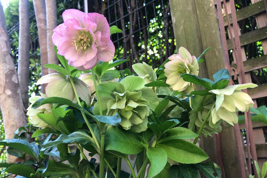 淡いクリーム色やピンク色のクリスマスローズの花