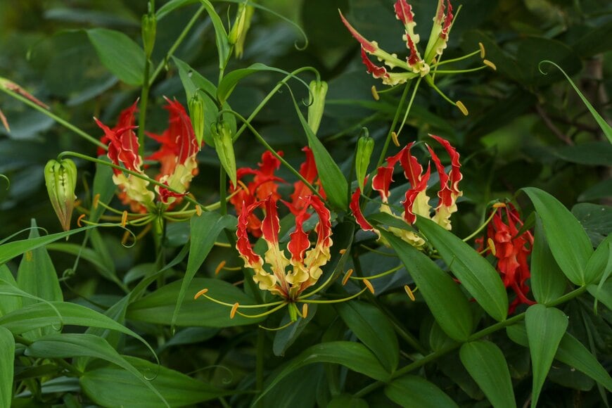 花びらの基部がクリーム色、先が赤い、グロリオサの花