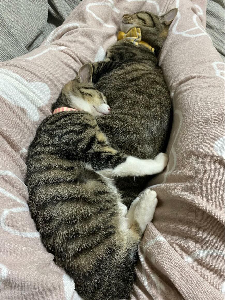 飼い主の足の上が好きな猫