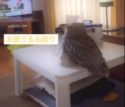 投稿動画のワンシーン