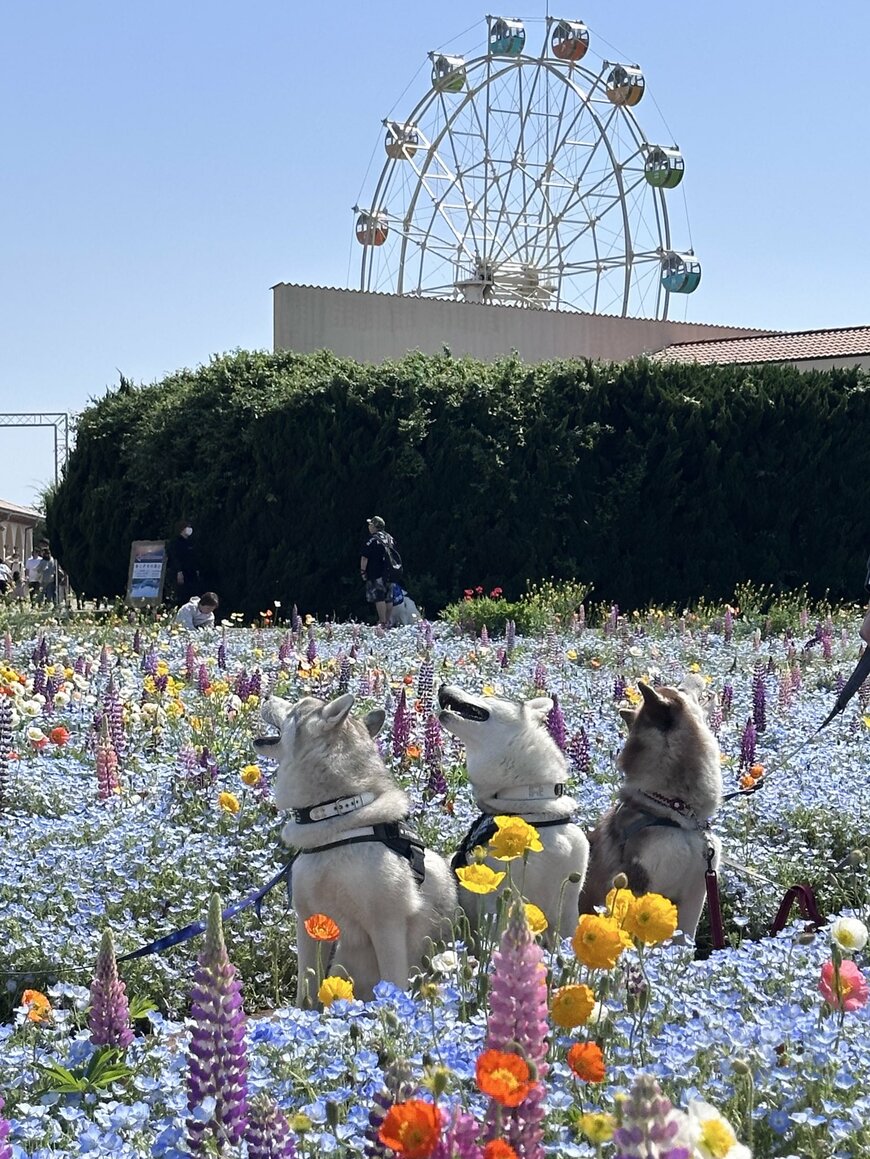 全員見事にカメラをスルー　