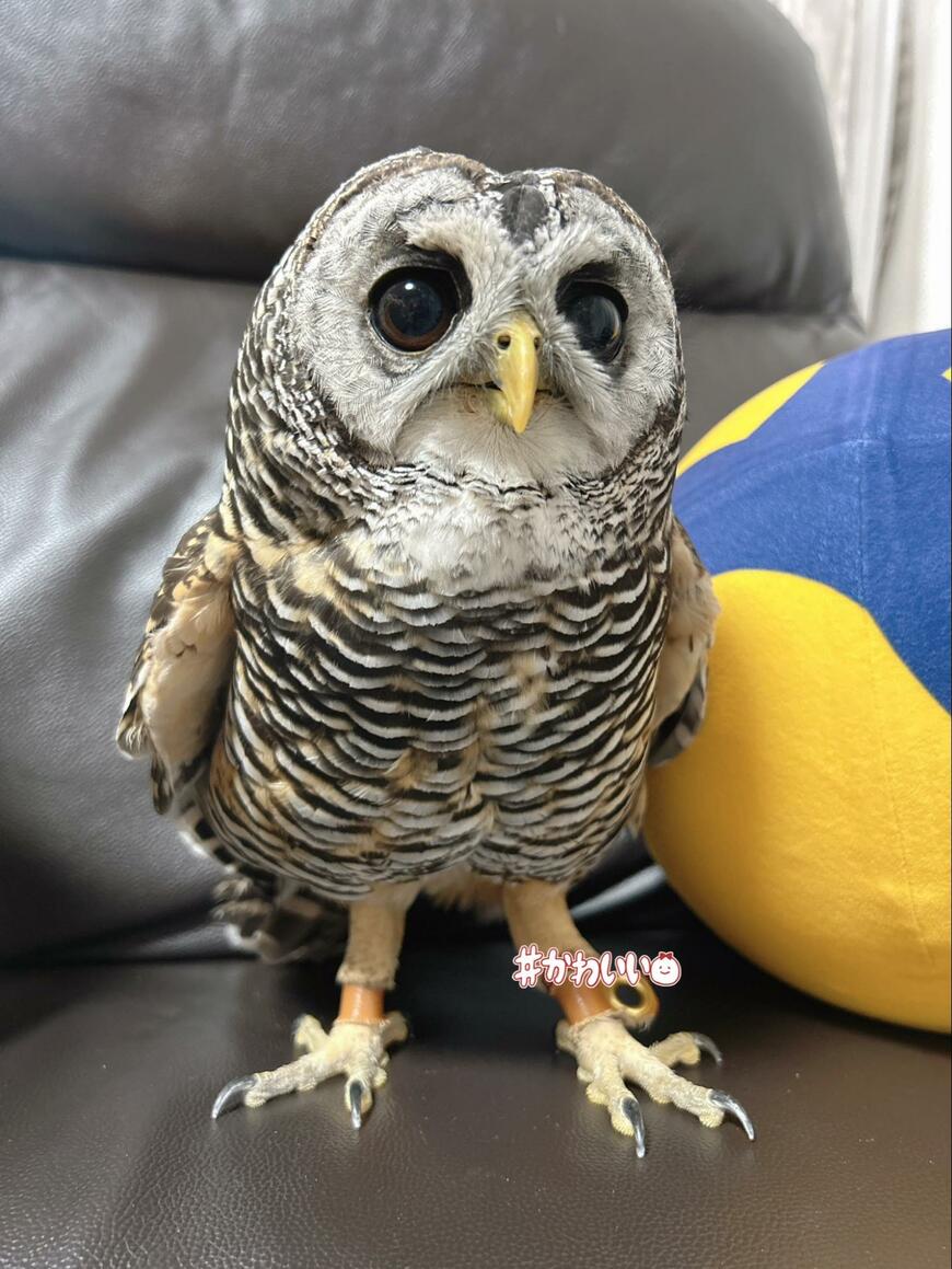 かわいいフクロウ