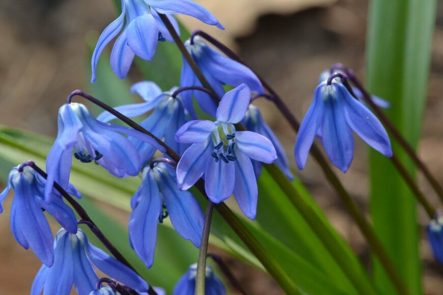 シラーの花が咲いている。色は青。