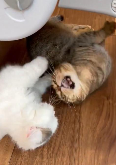 猫パンチを繰り出す