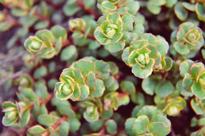 明るい緑色の葉の縁が赤いセダムの葉