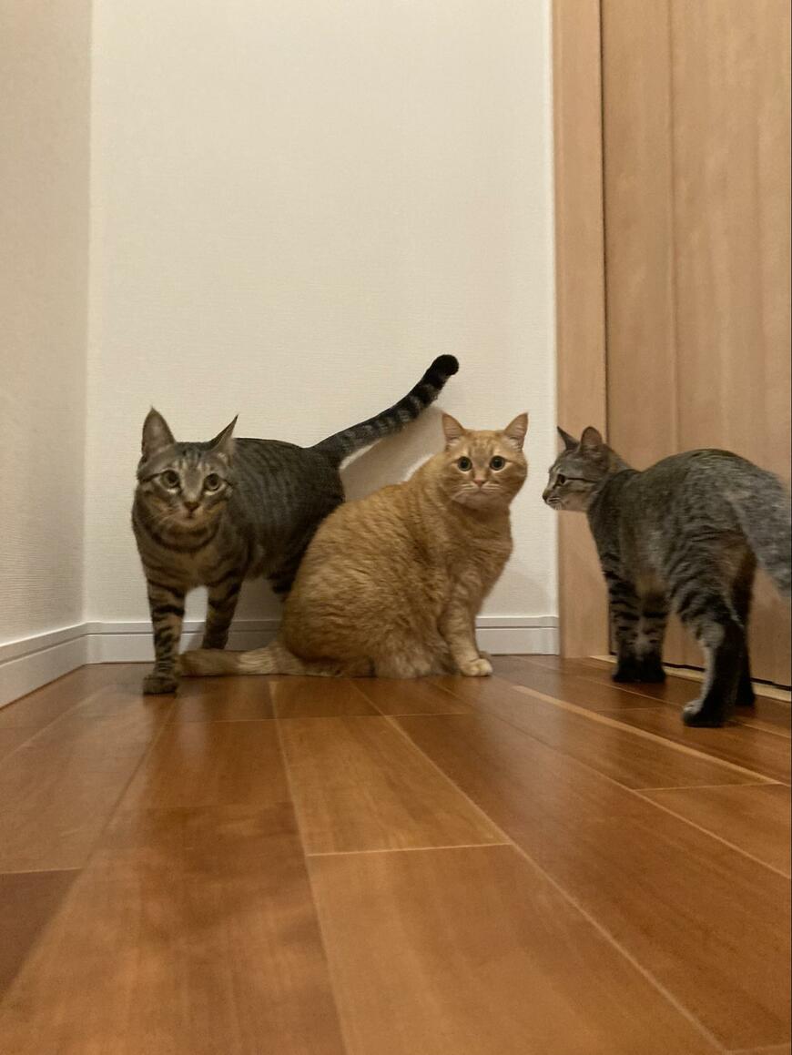 3匹の猫