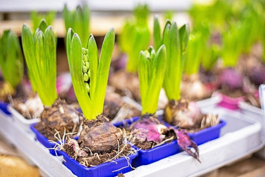 育苗ポットの中で芽を出している、ヒヤシンス