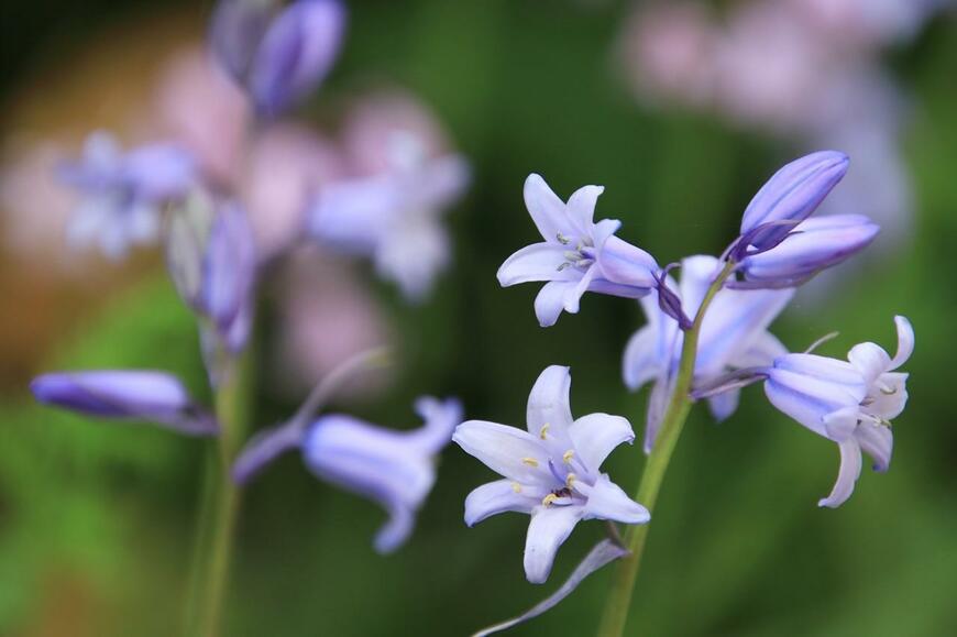 淡い紫色のシラー・カンパニュラータの花