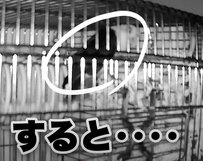 【真夜中のインコの生態】「なぜそこに？」真夜中のインコの生態を捉えた動画が面白すぎる