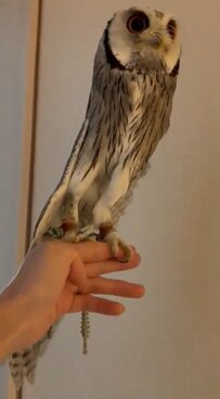 【伸びるフクロウ】羽毛の下から現れた美脚にびっくり！体の形が変わるほどののびのびストレッチが話題