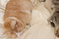 同じポーズでスヤスヤ眠る猫たちがかわいいとTwitterで話題に！まん丸フォルムに「癒される」