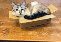 小さな箱に「みちみちに入る猫」→先輩猫がやってきて…その後の展開に思わず二度見