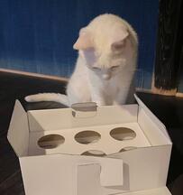 箱を発見した猫さん　まさかの壊し方に驚く人が続出