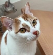  「何に驚いてるの？」とにかく警戒心が強い猫ちゃんがかわいいとSNSで話題