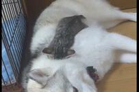 ママハスキー犬に埋もれて眠る保護子猫　愛あふれる光景に…