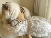 インパクト抜群！キャットタワー専門店の「面白いキャットタワー」6つ