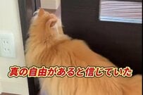 「扉の向こうの世界」に興味津々な猫　一歩踏み出した直後に気が付いた「衝撃の事実」が話題