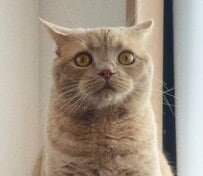 おやつ待ちの猫が見せた「猫界の熟練の交渉術」→強烈な圧のかかるスタイルに思わず二度見