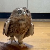 【フクロウと猫のドタバタ劇】アニメのような世界観に「笑っちゃう」「可愛い二人」と話題