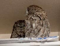 【ちょっと意地悪?!なフクロウ】同居フクロウにまさかの行動…飼い主さんも思わず泣き笑い！