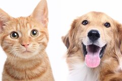 6月1日から犬と猫への「マイクロチップ装着」が義務化へ。世間の反応は