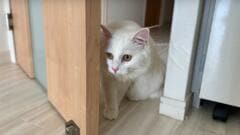 エアコンのクリーニング業者が来て…猫さんの可愛い反応が話題