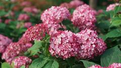 玄関先やベランダ庭にも！可愛らしい「小さめ低木アジサイ」3選。秋まで長く花を楽しめます！植えっぱなしOKでローメンテだから初心者にもおすすめ。